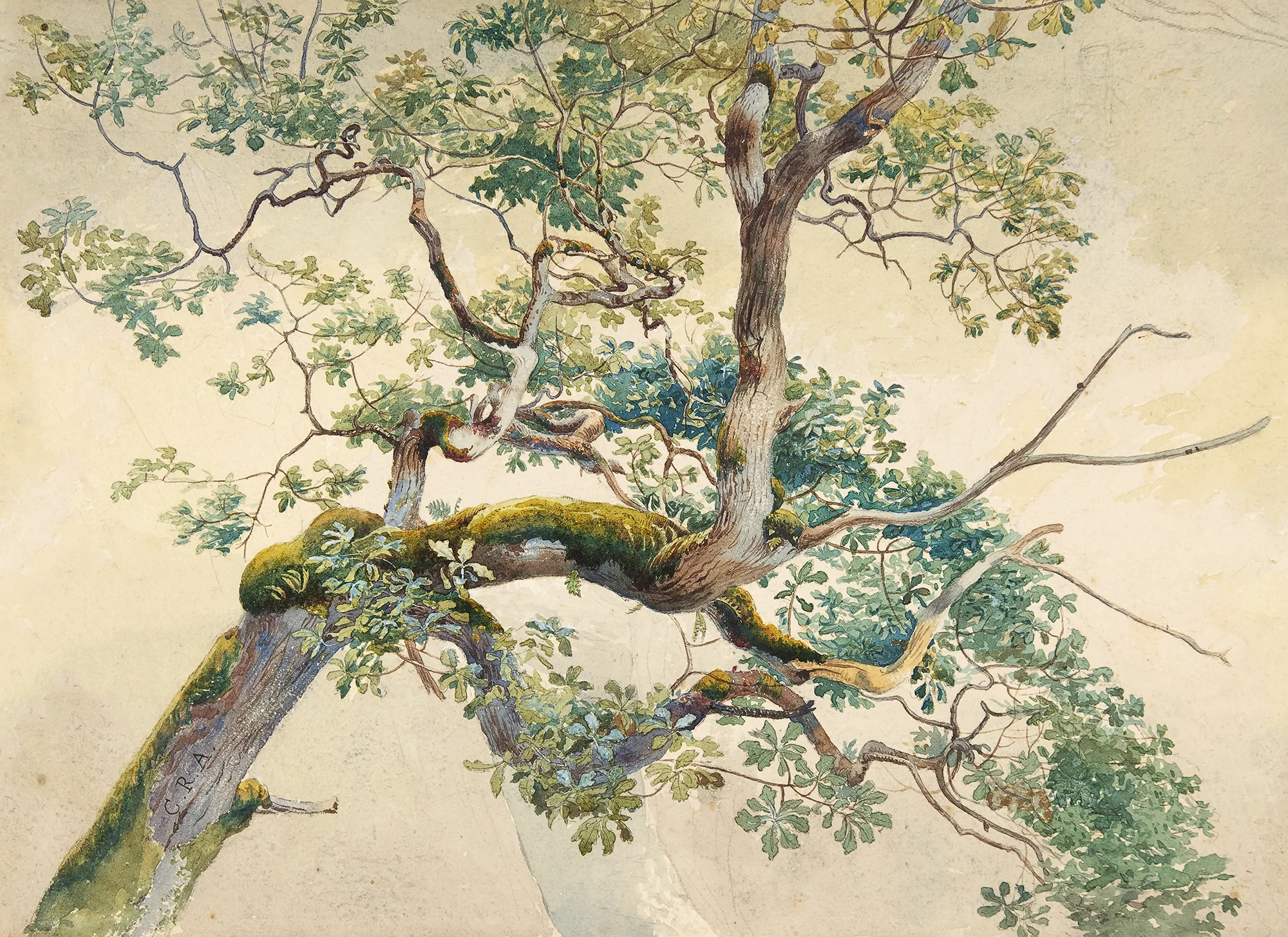 Alder - Tree Branch Watercolour Art Wallpaper Mural - Image 5
