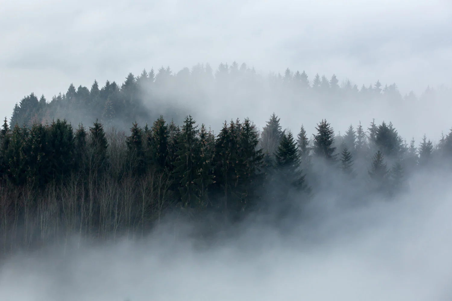 Compley - Misty Woodland Forest Scene Wallpaper Mural - Image 3