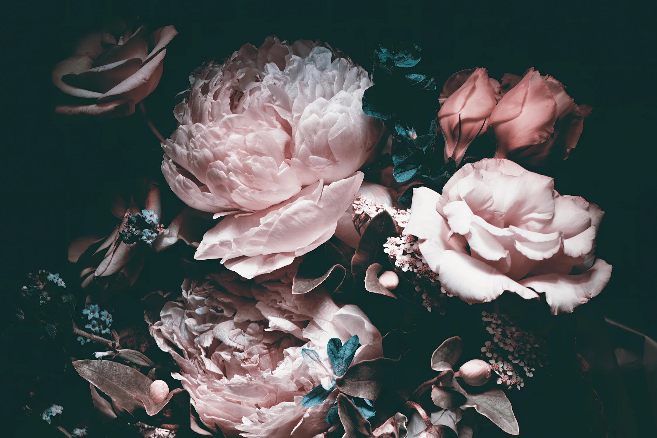 Paeonia - Dark Floral Teal & Pink Peony Wallpaper Mural - Image 4