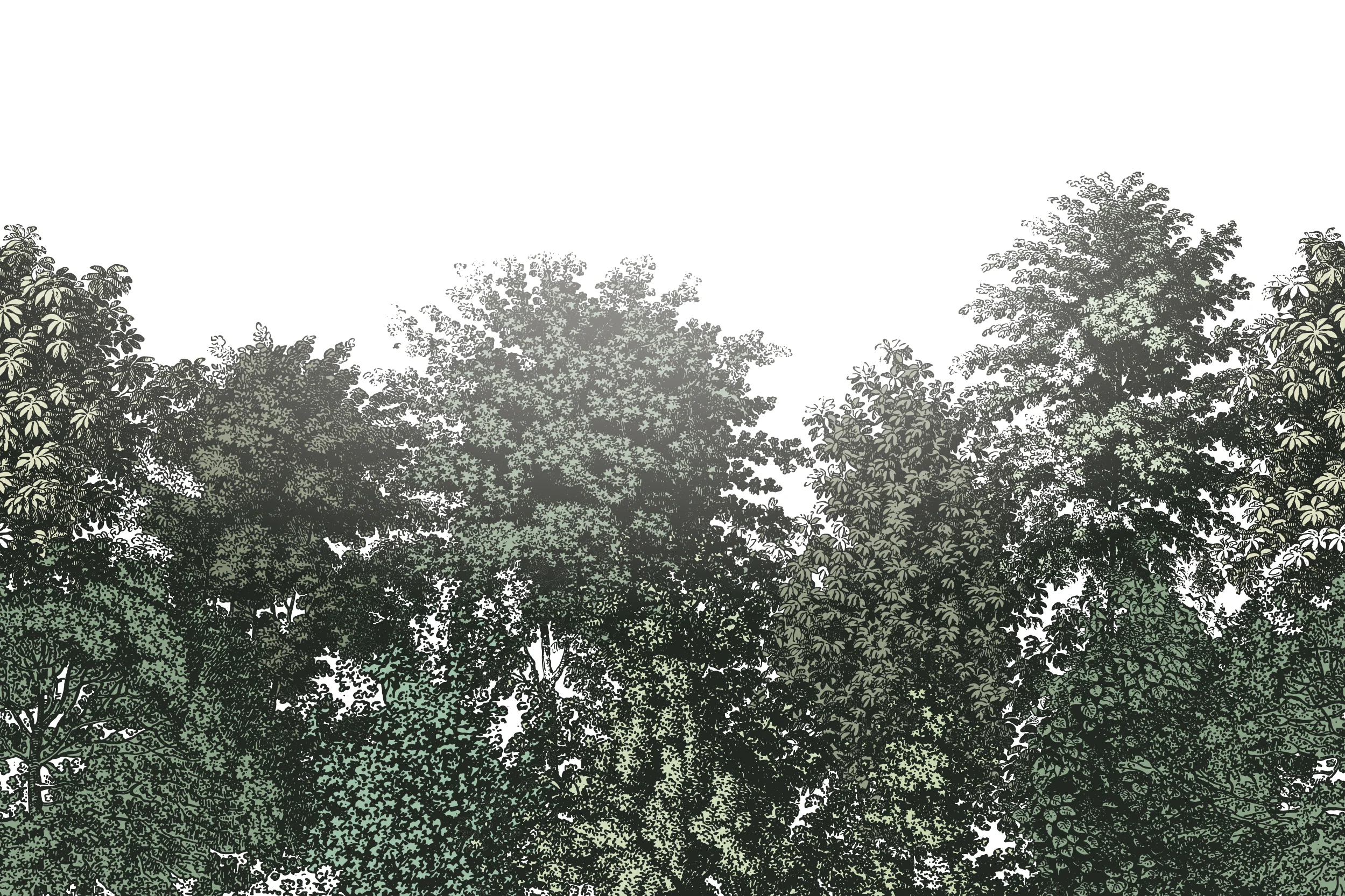 Deciduous Summer - Green Panoramic Etched Trees Scene Wallpaper Mural - Image 3