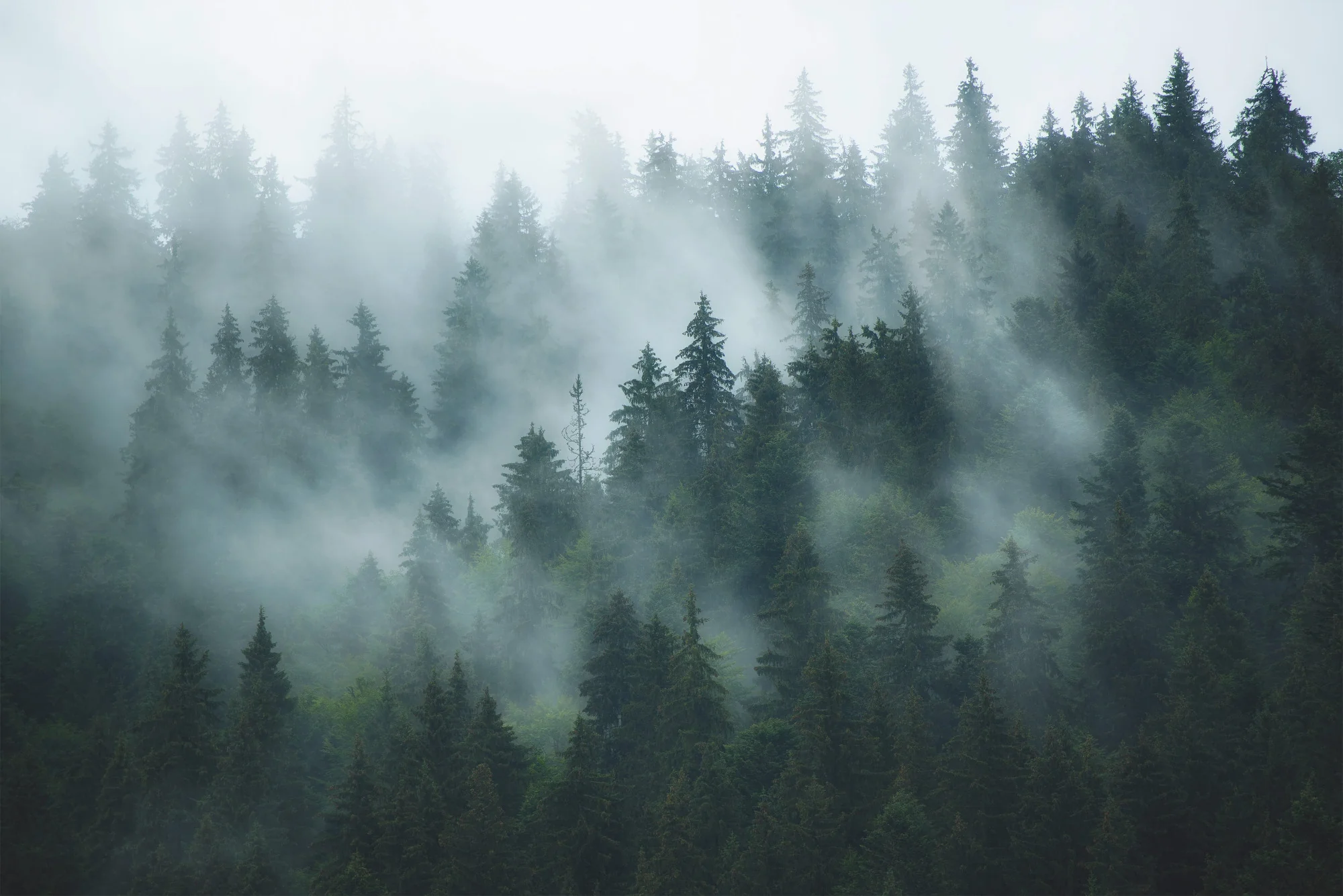 Mist - Green Misty Forest Scandinavian Wallpaper Mural - Image 4