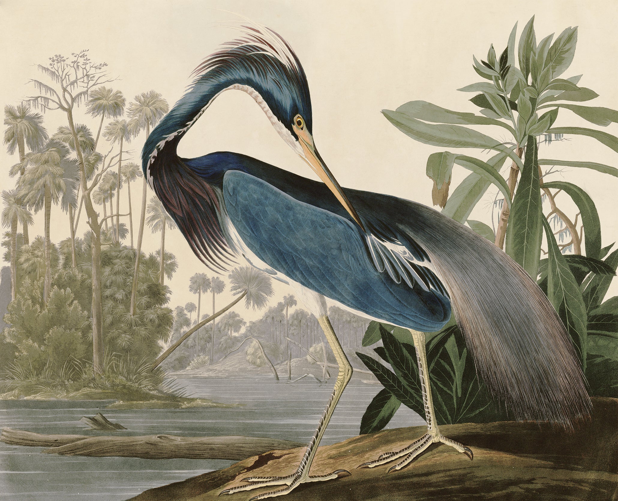 Louisiana Heron - Louisiana Heron Bird Wallpaper Mural - Image 3