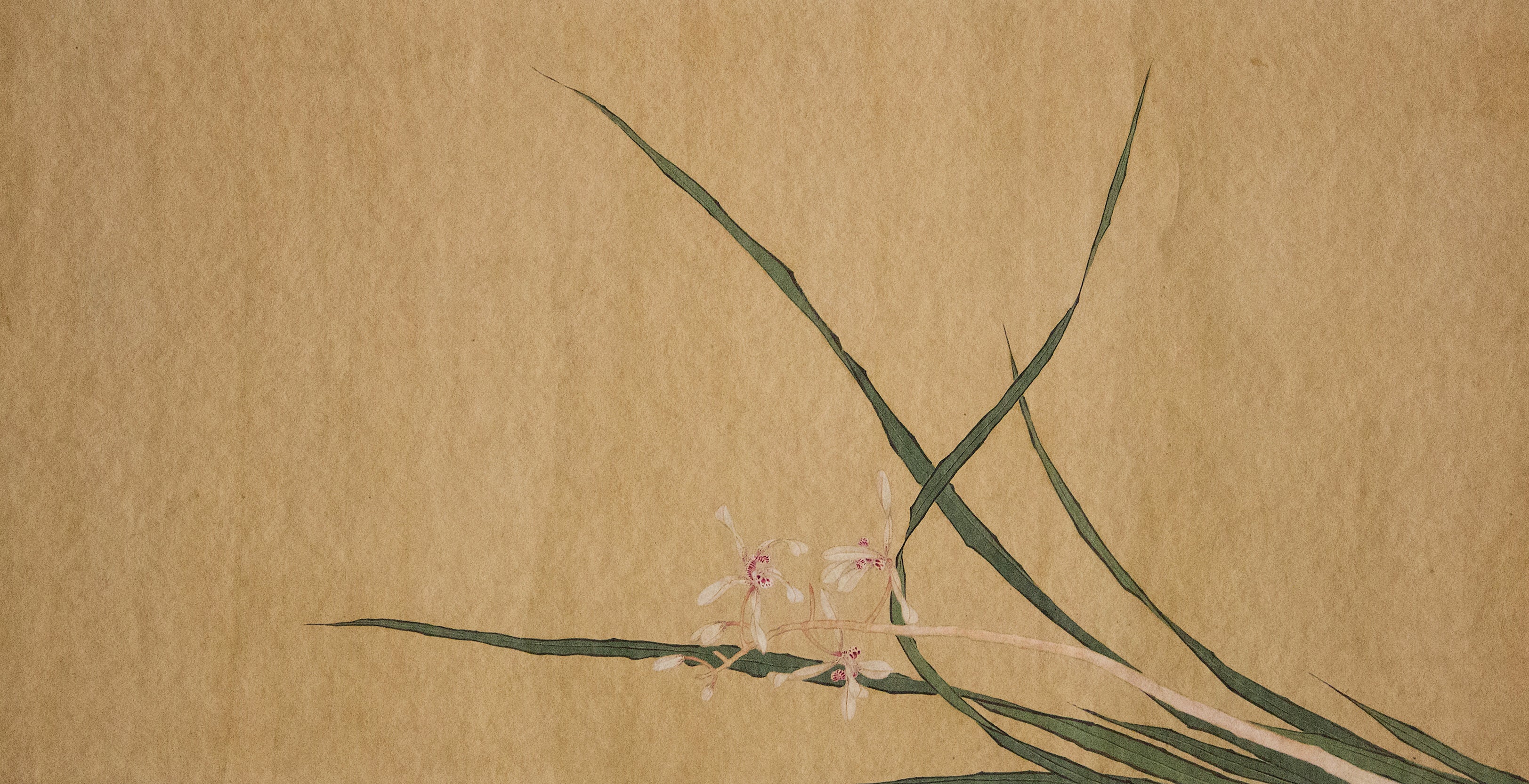 Orchid - Japanese Pink Orchid Ink Painting Wallpaper Mural - Image 3