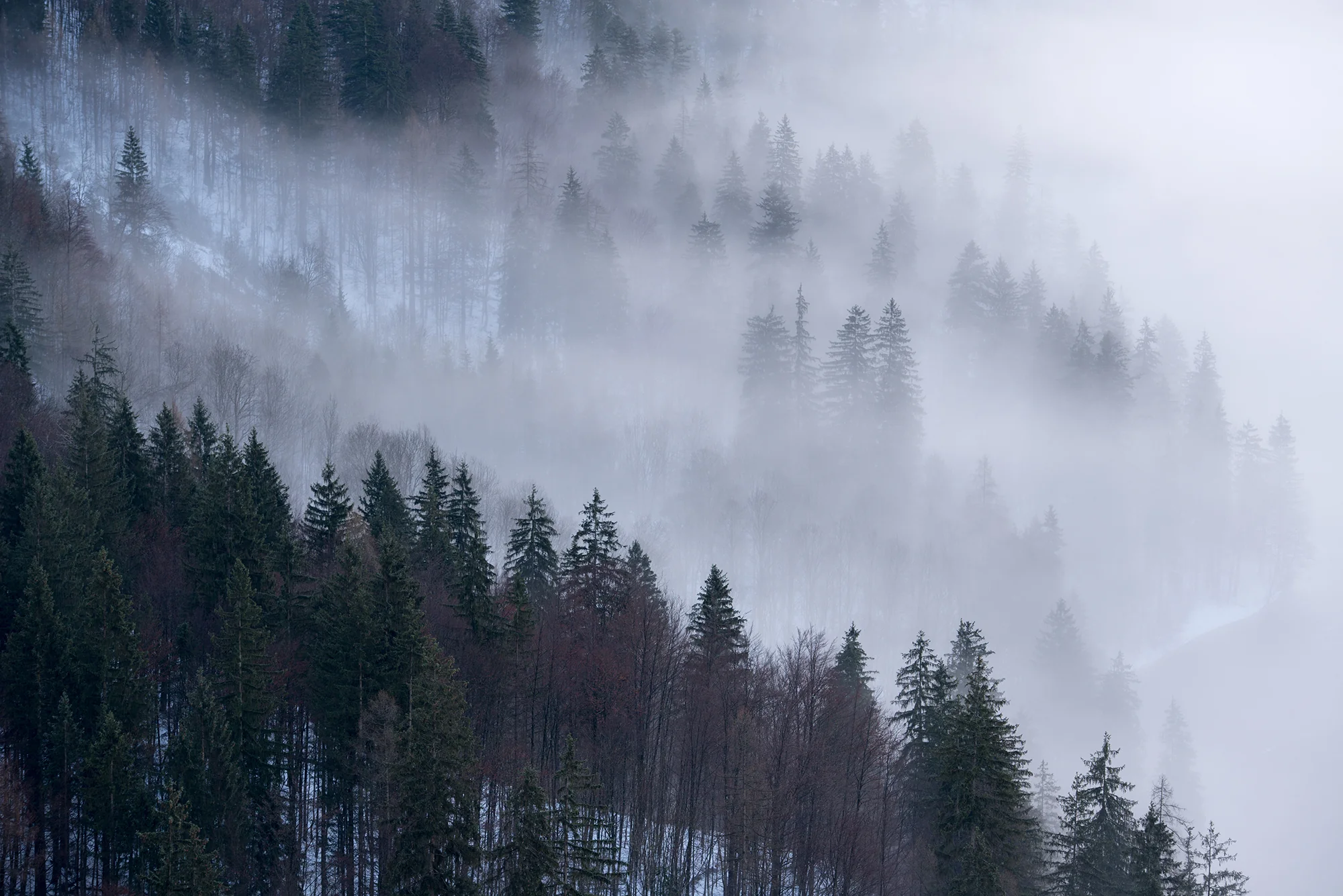 Enchanted Alpine Forest - Snowy Dark Misty Forest Wallpaper Mural - Image 3
