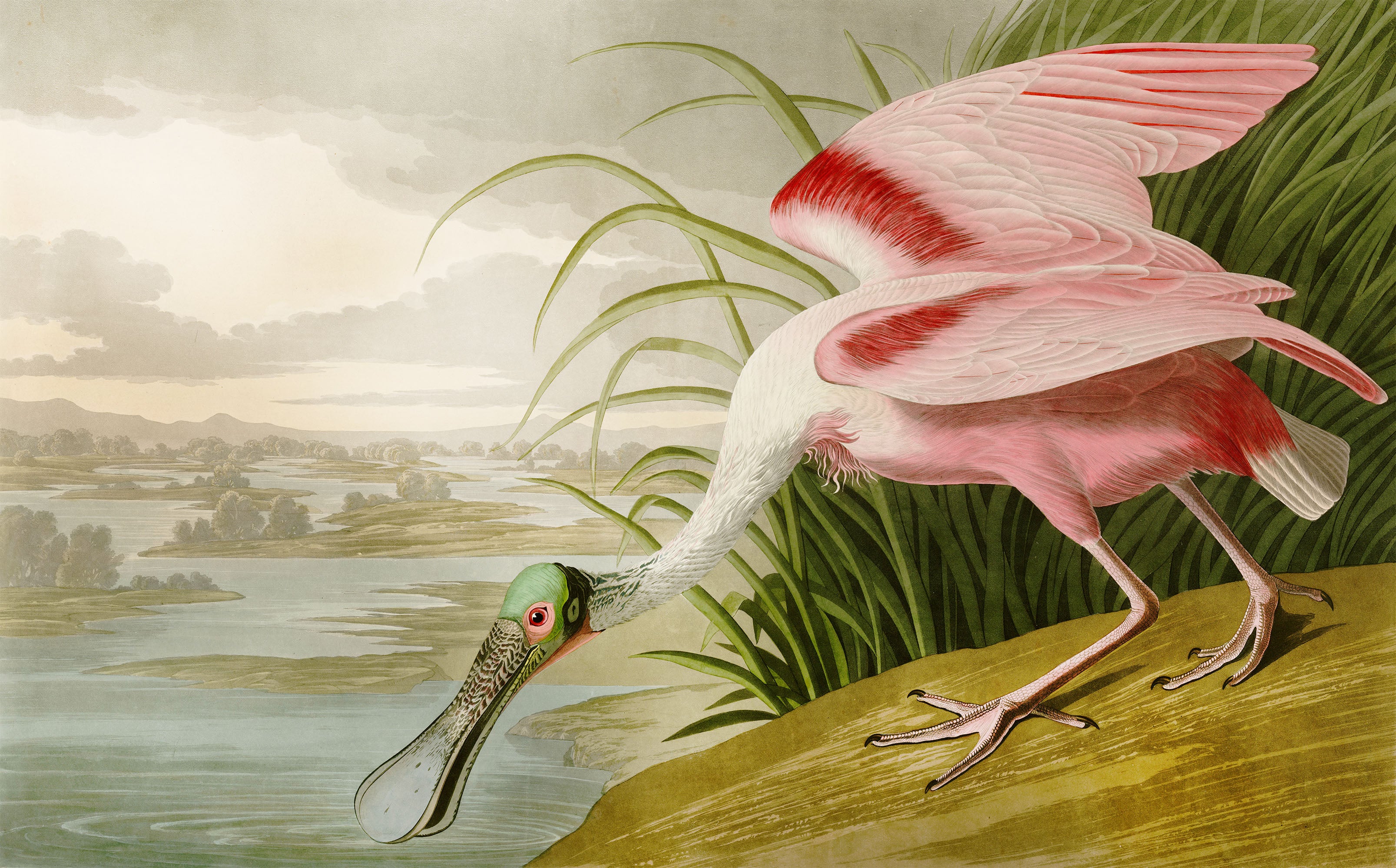 Spoonbill - Vintage Pink Bird Spoonbill Wallpaper Mural - Image 4